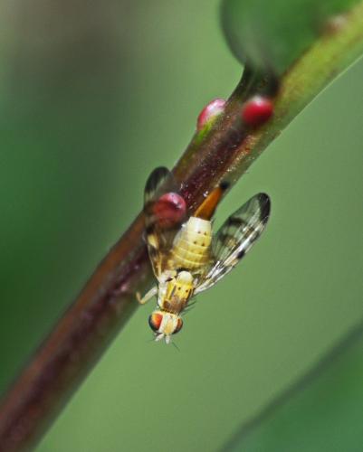 Réf. 210 591 : Terellia tussilaginis